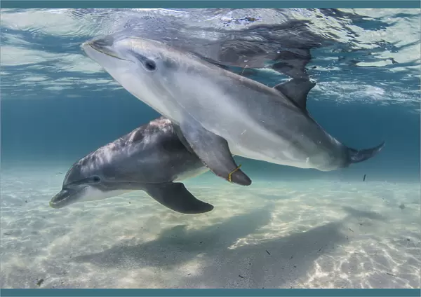 Bottlenose dolphins (Tursiops truncatus) swimming over a sandy bottom, Roatan Island