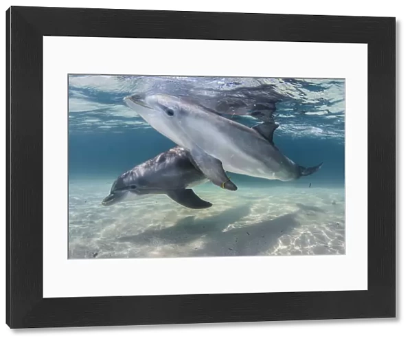 Bottlenose dolphins (Tursiops truncatus) swimming over a sandy bottom, Roatan Island