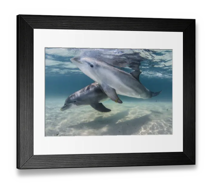 Framed Print : Bottlenose dolphins (Tursiops truncatus) swimming over a sandy bottom, Roatan Island Framed Print : Bottlenose dolphins (Tursiops truncatus) swimming over a sandy bottom, Roatan Island