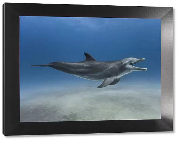 Bottlenose dolphin (Tursiops truncatus) swimming over a sandy bottom, Grand Bahama