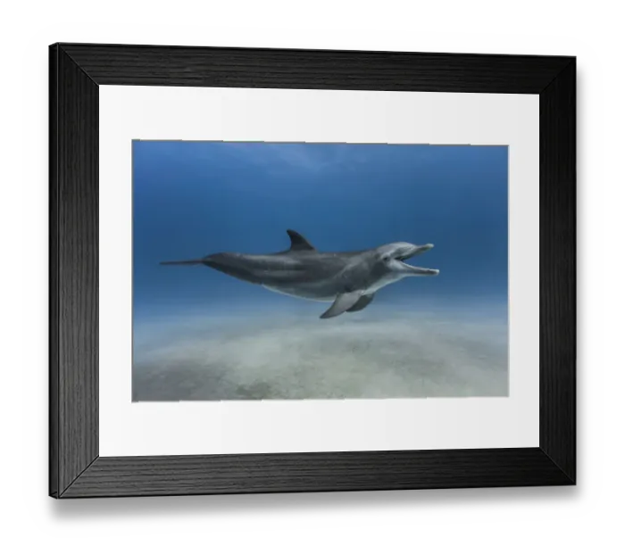 Framed Print : Bottlenose dolphin (Tursiops truncatus) swimming over a sandy bottom, Grand Bahama Framed Print : Bottlenose dolphin (Tursiops truncatus) swimming over a sandy bottom, Grand Bahama