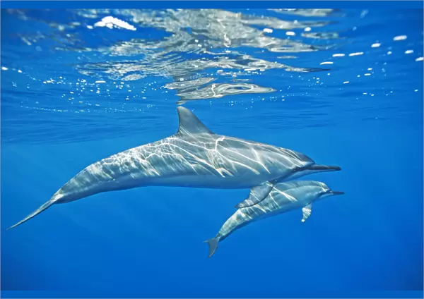 Spinner dolphin (Stenella longirostris) with possible calf, Kona coast, Hawaii, USA