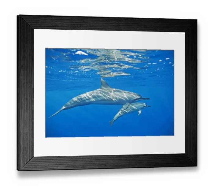 Framed Print : Spinner dolphin (Stenella longirostris) with possible calf, Kona coast, Hawaii, USA Framed Print : Spinner dolphin (Stenella longirostris) with possible calf, Kona coast, Hawaii, USA