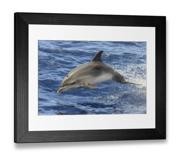 Framed Print : Atlantic spotted dolphin (Stenella frontalis) porpoising, Santa Maria island, Azores Framed Print : Atlantic spotted dolphin (Stenella frontalis) porpoising, Santa Maria island, Azores