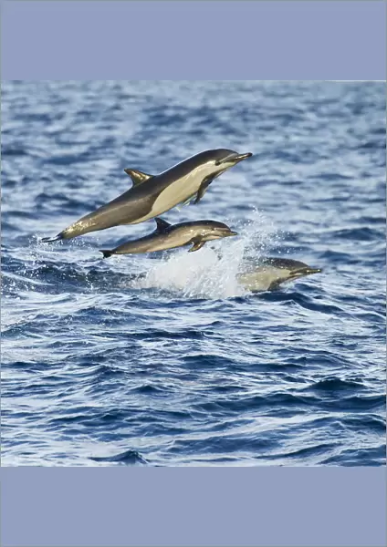 Short-beaked common dolphin (Delphinus delphis) leaping over waves, Baja, California, USA, January