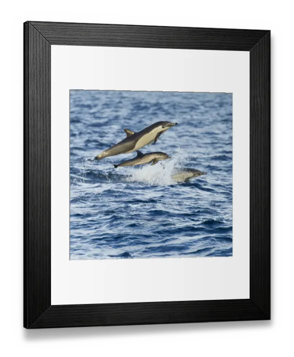 Framed Print : Short-beaked common dolphin (Delphinus delphis) leaping over waves, Baja, California, USA, January Framed Print : Short-beaked common dolphin (Delphinus delphis) leaping over waves, Baja, California, USA, January