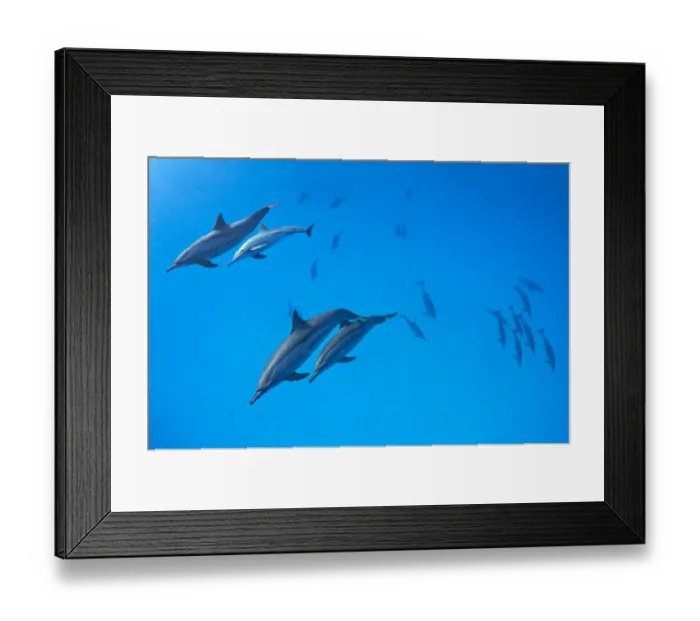 Framed Print : RF - Spinner dolphins (Stenella longirostris) pod swimming over a shallow sandy lagoon Framed Print : RF - Spinner dolphins (Stenella longirostris) pod swimming over a shallow sandy lagoon