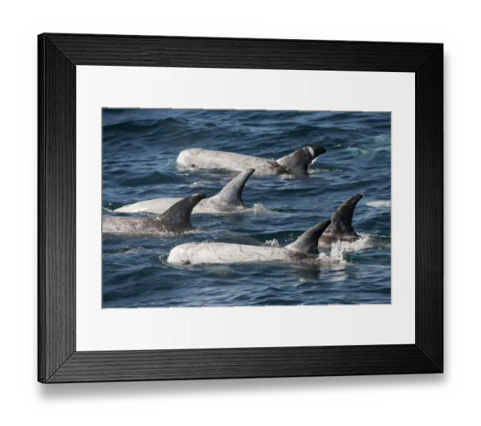 Framed Print : Pod of Risso Dolphin (Grampus griseus) at surface, Baja California, Mexico Framed Print : Pod of Risso Dolphin (Grampus griseus) at surface, Baja California, Mexico