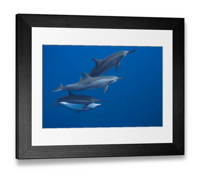 Framed Print : Spinner dolphin (Stenella longirostris) off the Lanai Island, Hawaii Framed Print : Spinner dolphin (Stenella longirostris) off the Lanai Island, Hawaii
