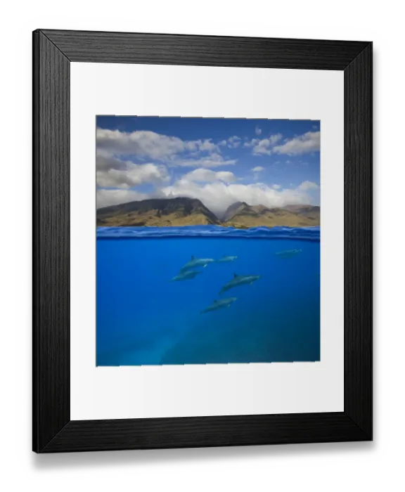 Framed Print : Spinner dolphins (Stenella longirostris) swimming off Oluwalu, Maui, Hawaii. Digital composite Framed Print : Spinner dolphins (Stenella longirostris) swimming off Oluwalu, Maui, Hawaii. Digital composite