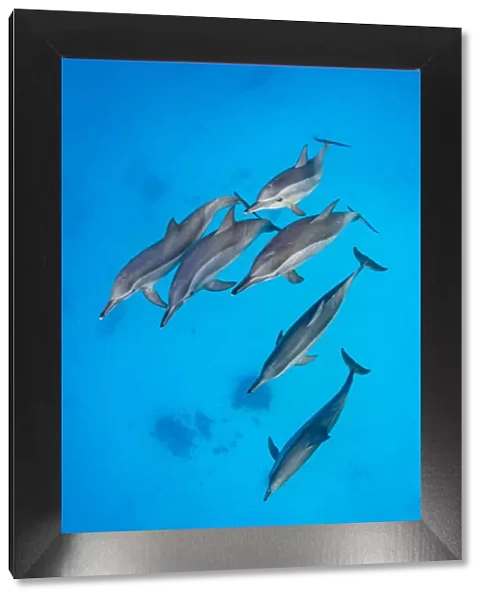 Spinner dolphins (Stenella longirostris) pod swimming over a shallow sandy lagoon in a coral reef