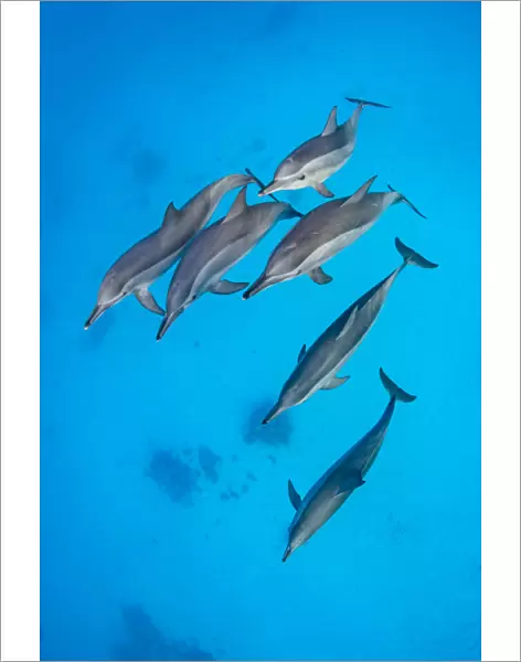 Spinner dolphins (Stenella longirostris) pod swimming over a shallow sandy lagoon in a coral reef