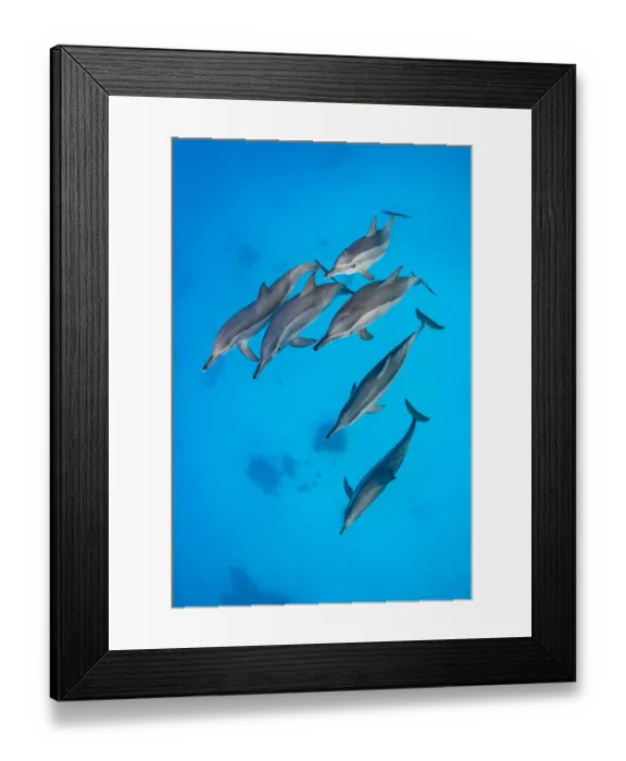 Framed Print : Spinner dolphins (Stenella longirostris) pod swimming over a shallow sandy lagoon in a coral reef Framed Print : Spinner dolphins (Stenella longirostris) pod swimming over a shallow sandy lagoon in a coral reef