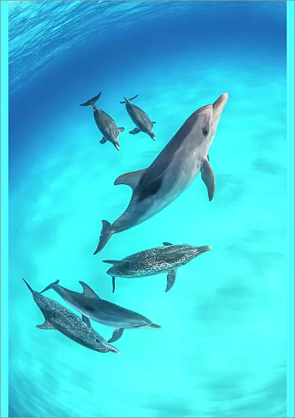 RF - Pod of Atlantic spotted dolphins (Stenella frontalis) swimming over a shallow, sandy seabed. North Bihmini, Bahamas