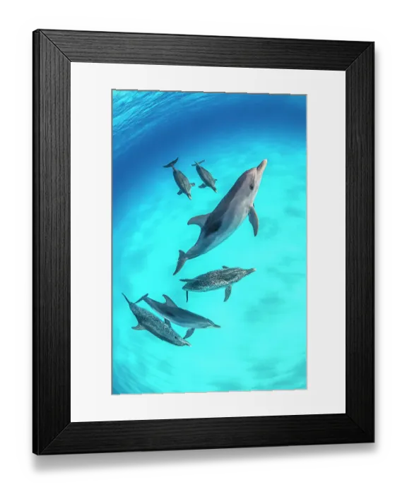 Framed Print : RF - Pod of Atlantic spotted dolphins (Stenella frontalis) swimming over a shallow, sandy seabed. North Bihmini, Bahamas Framed Print : RF - Pod of Atlantic spotted dolphins (Stenella frontalis) swimming over a shallow, sandy seabed. North Bihmini, Bahamas