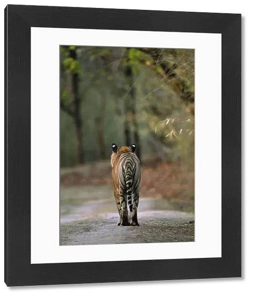 RF- Rear view of male Bengal tiger (Panthera tigris tigris) walking on track