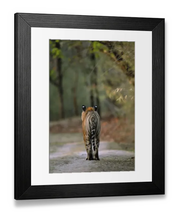 Framed Print : RF- Rear view of male Bengal tiger (Panthera tigris tigris) walking on track Framed Print : RF- Rear view of male Bengal tiger (Panthera tigris tigris) walking on track