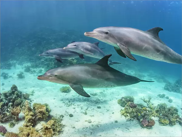 Pod of Indian Ocean bottlenose dolphin (Tursiops adunctus) swim over a coral reef
