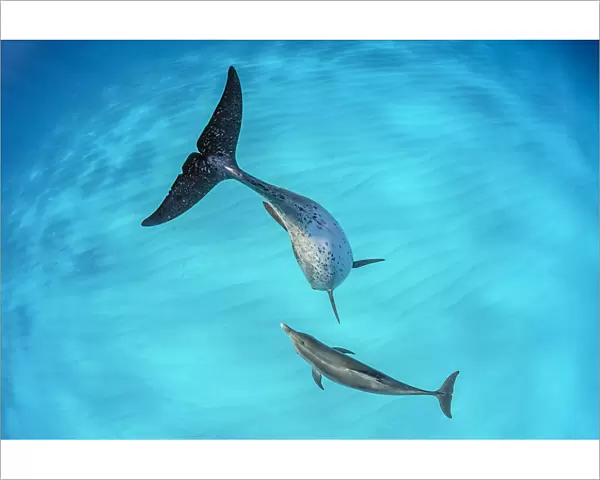 Atlantic spotted dolphin (Stenella frontalis) mother and young swimming over a shallow