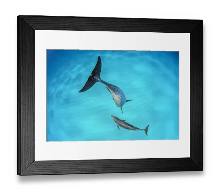 Framed Print : Atlantic spotted dolphin (Stenella frontalis) mother and young swimming over a shallow Framed Print : Atlantic spotted dolphin (Stenella frontalis) mother and young swimming over a shallow