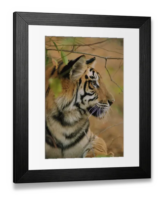 Framed Print : RF- Young male Bengal tiger, head portrait in profile (Panthera tigris tigris) Framed Print : RF- Young male Bengal tiger, head portrait in profile (Panthera tigris tigris)