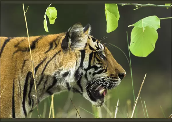 Male Bengal Tiger {Panthera tigris tigris} head profile, Kanha National Park, Madhya Pradesh