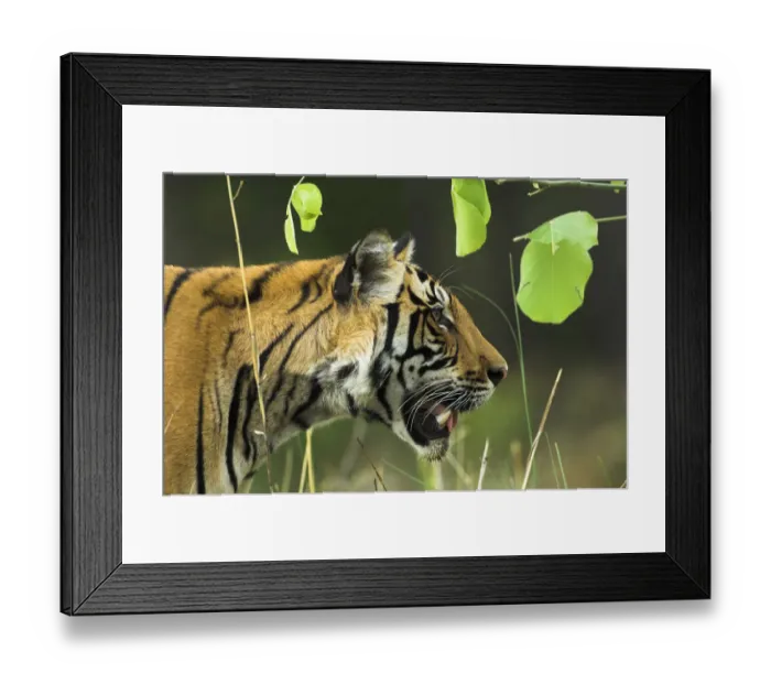 Framed Print : Male Bengal Tiger {Panthera tigris tigris} head profile, Kanha National Park, Madhya Pradesh Framed Print : Male Bengal Tiger {Panthera tigris tigris} head profile, Kanha National Park, Madhya Pradesh