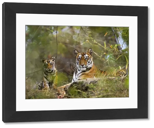 Female Tiger {Panthera tigris} with four-month-old cub, Bandhavgarh NP, India