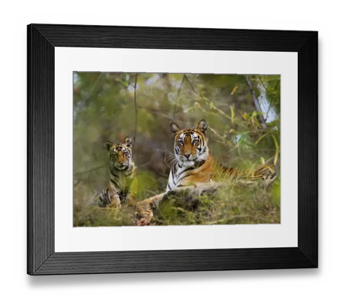 Framed Print : Female Tiger {Panthera tigris} with four-month-old cub, Bandhavgarh NP, India Framed Print : Female Tiger {Panthera tigris} with four-month-old cub, Bandhavgarh NP, India