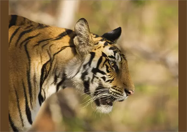 Tiger {Panthera tigris} head profile, Bandhavgarh NP, India