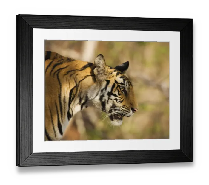 Framed Print : Tiger {Panthera tigris} head profile, Bandhavgarh NP, India Framed Print : Tiger {Panthera tigris} head profile, Bandhavgarh NP, India