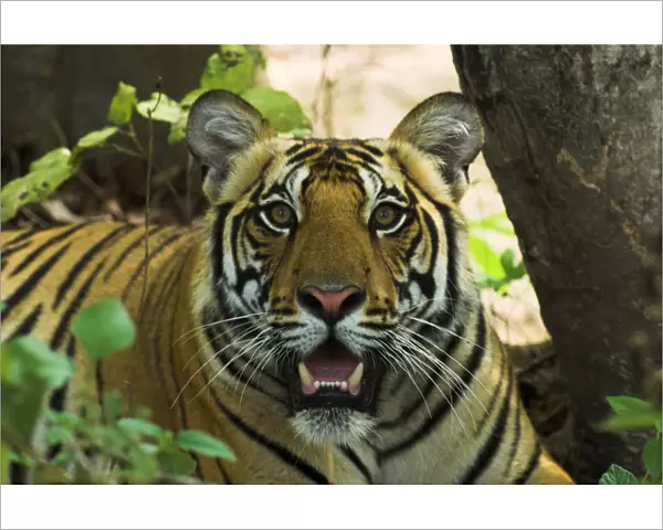RF- Male Bengal Tiger (Panthera tigris tigris) face portrait in undergrowth, Kanha National Park