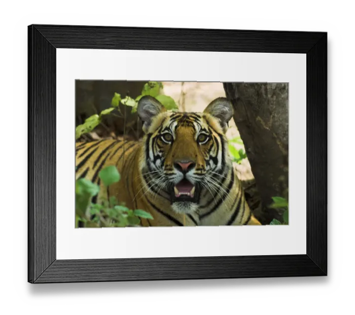 Framed Print : RF- Male Bengal Tiger (Panthera tigris tigris) face portrait in undergrowth, Kanha National Park Framed Print : RF- Male Bengal Tiger (Panthera tigris tigris) face portrait in undergrowth, Kanha National Park