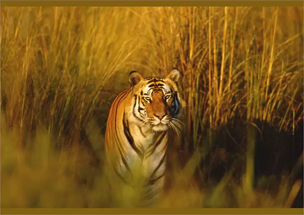 Bengal tiger portrait {Panthera tigris tigris} Bandhavgarh NP, Madhya Pradesh, India