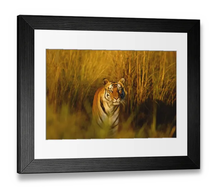 Framed Print : Bengal tiger portrait {Panthera tigris tigris} Bandhavgarh NP, Madhya Pradesh, India Framed Print : Bengal tiger portrait {Panthera tigris tigris} Bandhavgarh NP, Madhya Pradesh, India
