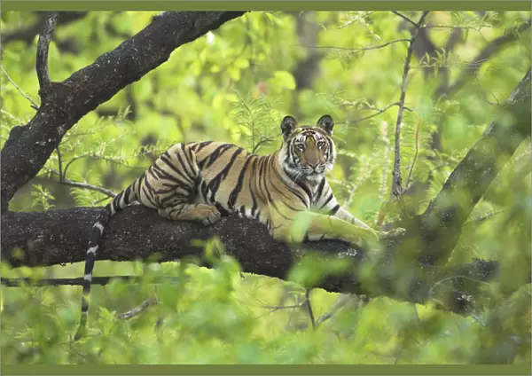 RF- Tiger (Panthera tigris) 14-month Lakshmi cub resting in tree, Bandhavgarh National Park, India