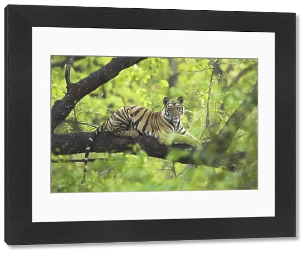 RF- Tiger (Panthera tigris) 14-month Lakshmi cub resting in tree, Bandhavgarh National Park, India