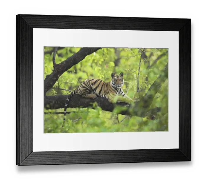 Framed Print : RF- Tiger (Panthera tigris) 14-month Lakshmi cub resting in tree, Bandhavgarh National Park, India