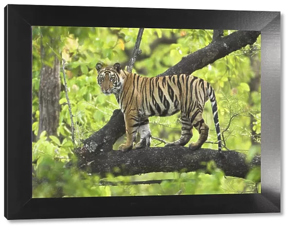 Tiger {Panthera tigris} 14-month Lakshmi cub in tree, Bandhavgarh National Park, India