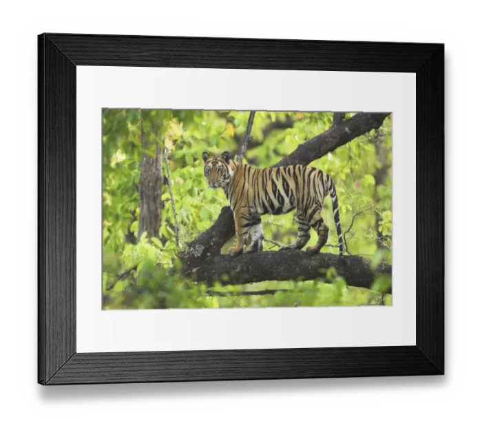 Framed Print : Tiger {Panthera tigris} 14-month Lakshmi cub in tree, Bandhavgarh National Park, India