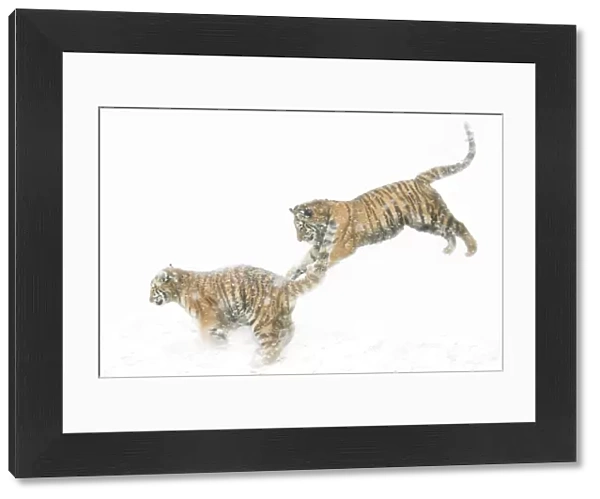 Two Siberian tigers {Panthera tigris altaica} leaping in snow, captive