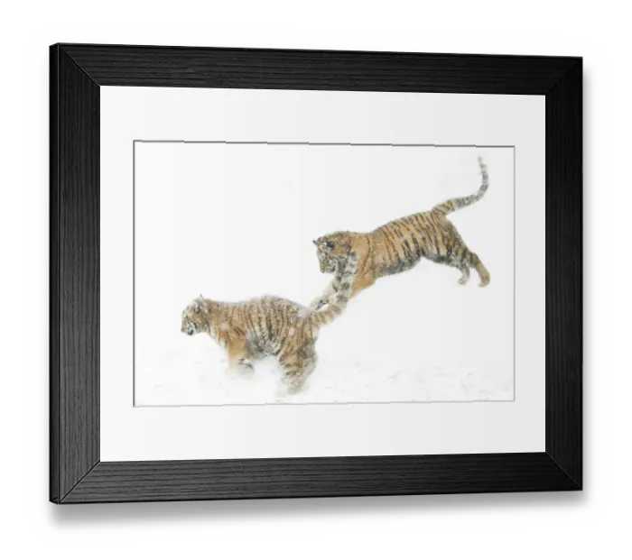 Framed Print : Two Siberian tigers {Panthera tigris altaica} leaping in snow, captive Framed Print : Two Siberian tigers {Panthera tigris altaica} leaping in snow, captive