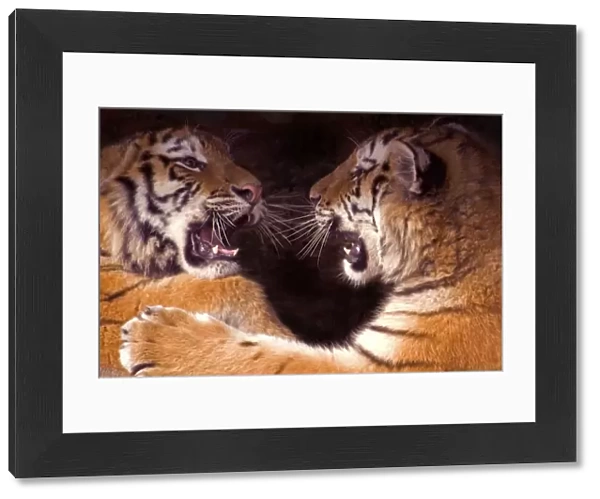 Siberian tiger {Panthera tigris altaica} two cubs play fighting, captive