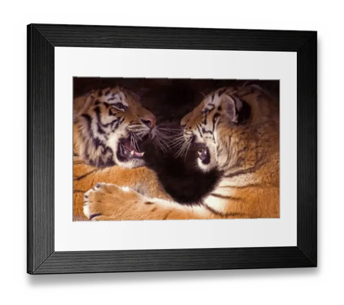 Framed Print : Siberian tiger {Panthera tigris altaica} two cubs play fighting, captive Framed Print : Siberian tiger {Panthera tigris altaica} two cubs play fighting, captive