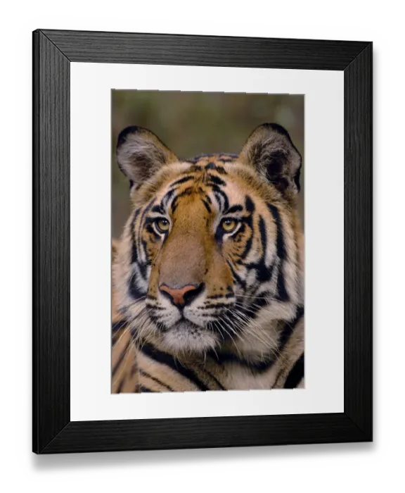 Framed Print : Bengal tiger (Panthera tigris tigris) portrait of a 19-month male. Bandhavgarh National Park Framed Print : Bengal tiger (Panthera tigris tigris) portrait of a 19-month male. Bandhavgarh National Park