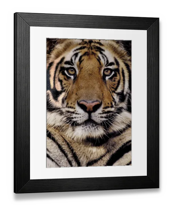 Framed Print : Bengal tiger (Panthera tigris tigris) portrait of a 19-month male. Bandhavgarh National Park Framed Print : Bengal tiger (Panthera tigris tigris) portrait of a 19-month male. Bandhavgarh National Park