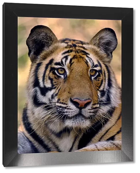 Bengal tiger (Panthera tigris tigris) portrait of a 19-month male. Bandhavgarh National Park