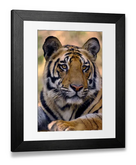 Framed Print : Bengal tiger (Panthera tigris tigris) portrait of a 19-month male. Bandhavgarh National Park Framed Print : Bengal tiger (Panthera tigris tigris) portrait of a 19-month male. Bandhavgarh National Park