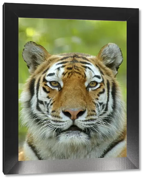 Siberian tiger {Panthera tigris altaica} face portrait, captive