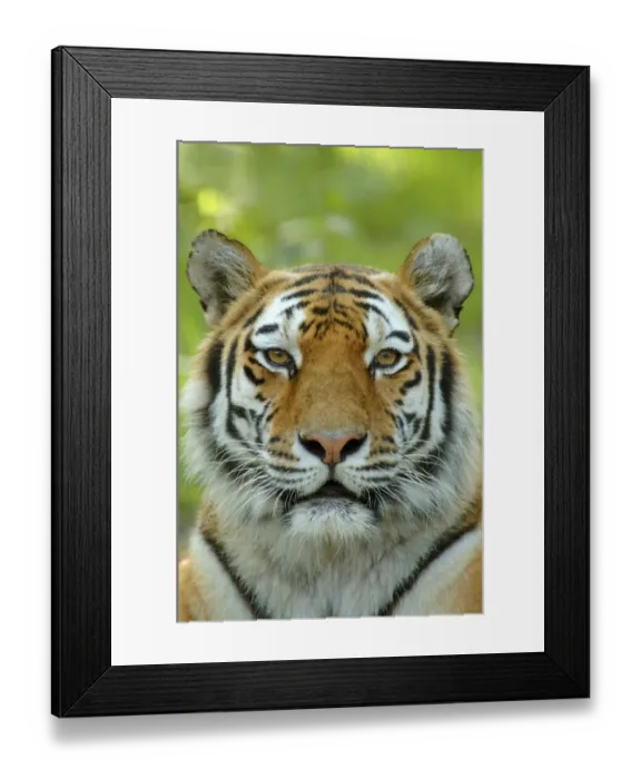 Framed Print : Siberian tiger {Panthera tigris altaica} face portrait, captive Framed Print : Siberian tiger {Panthera tigris altaica} face portrait, captive